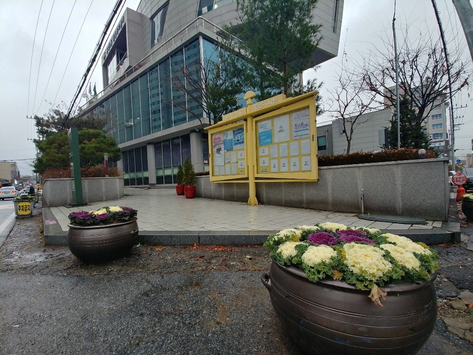 온양3동 청사 앞 꽃양배추를 식재한 화분
