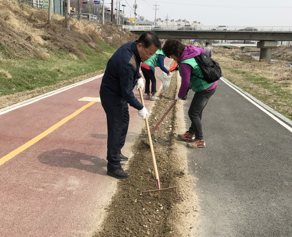 천안시 일봉동이 지난 25일 유채꽃길 조성을 위해 천안천변 산책로 1.5km 구간에 유채꽃씨를 파종했다.