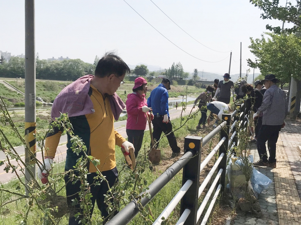 일봉동통장협의회와 일봉동 행정복지센터 직원 20여명이 지난 3일 천안천변 산책로 울타리에 넝쿨 장미를 심고 있다.