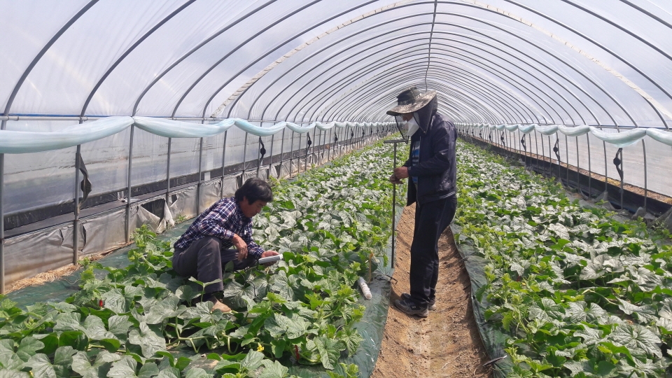 천안시농업기술센터가 수신지역 특산물인 멜론재배를 위해 ‘킬레이트제 활용기술’을 도입했다.