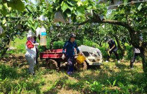 온양5동 직원들 낙과피해 과수농가 찾아 일손돕기 봉사활동 펼쳐