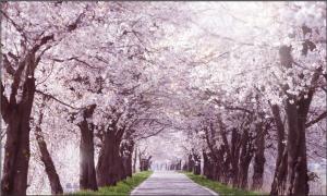 아산시, ‘아트밸리 아산 제2회 아산온천 벚꽃축제’, 벚꽃 만든다.