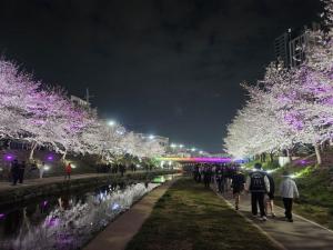 "봄바람 휘날리며”... 천안 원성천 벚꽃길 야간 명소로 인기